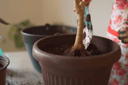 Planter une plante artificielle